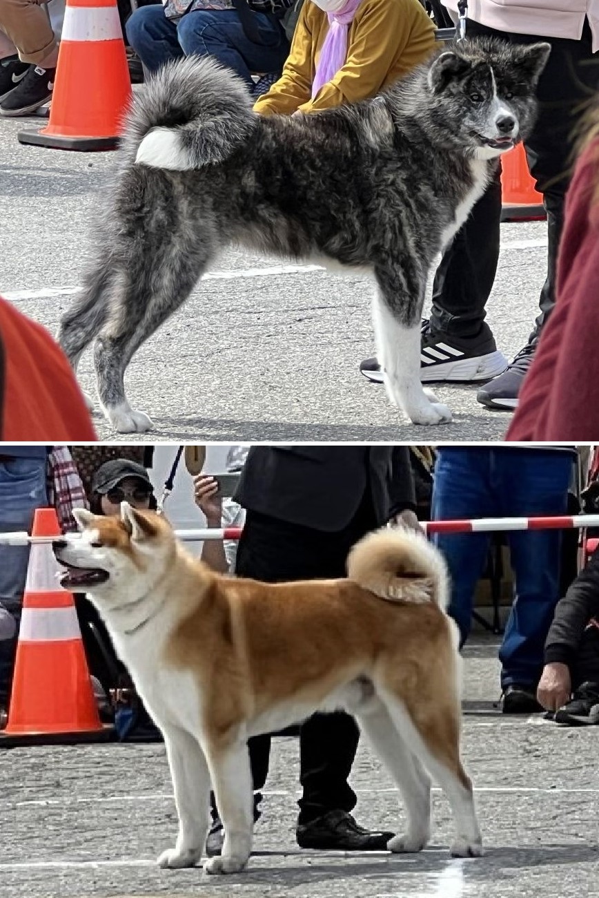 5月3日(祝)、大仙市で『秋田犬保存会 本部展』が開催されました ～あきた未来戦略課・交流推進員から～ | 秋田県・市町村からのお知らせ | 秋田県人会